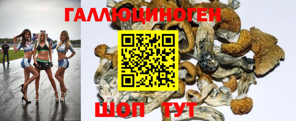 Псилоцибиновые грибы Psilocybe Южноуральск